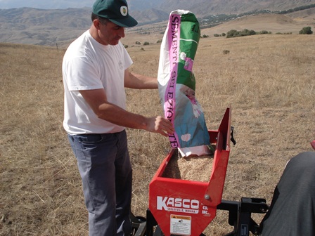 perennial grass planting