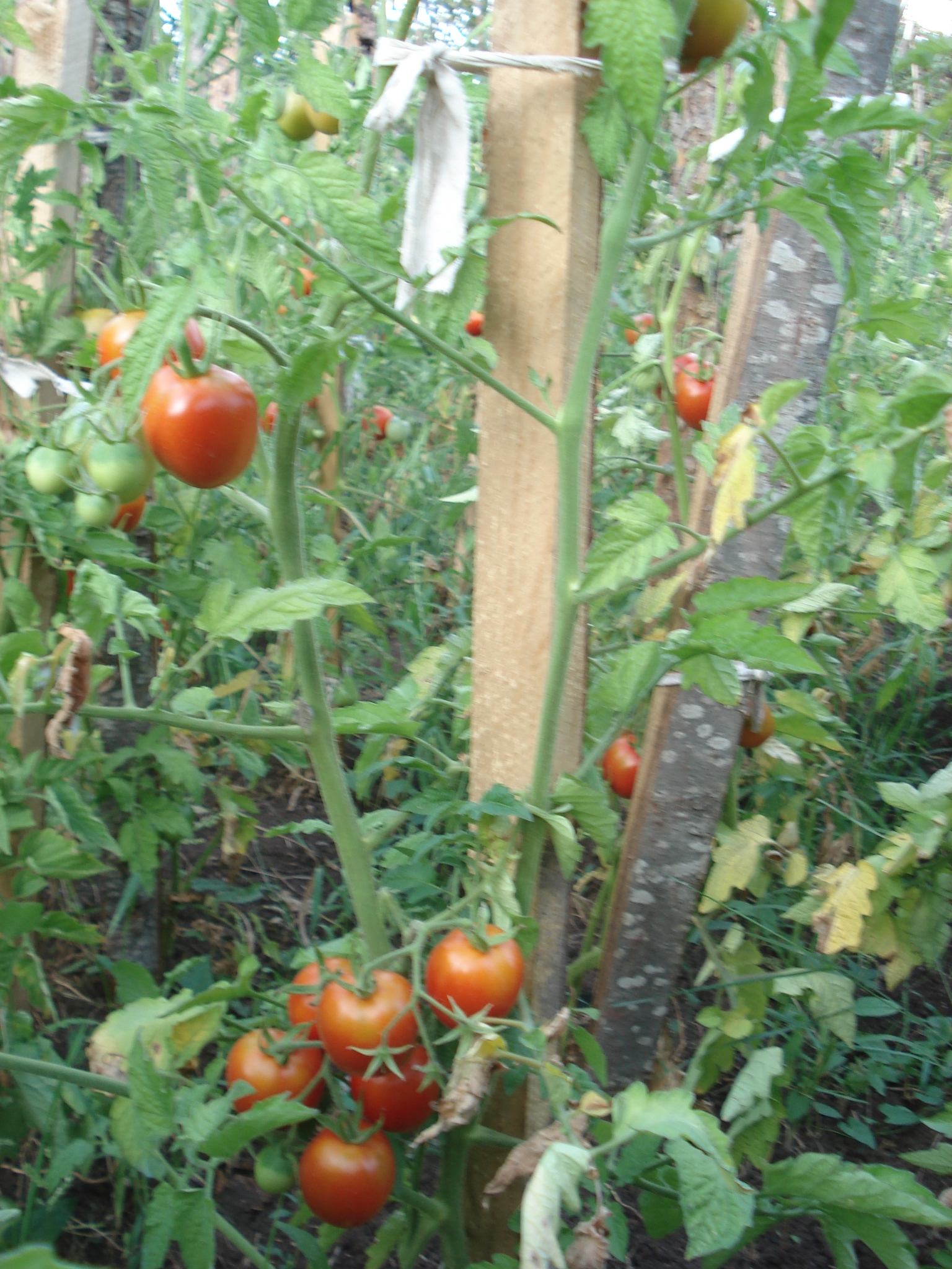 tomato